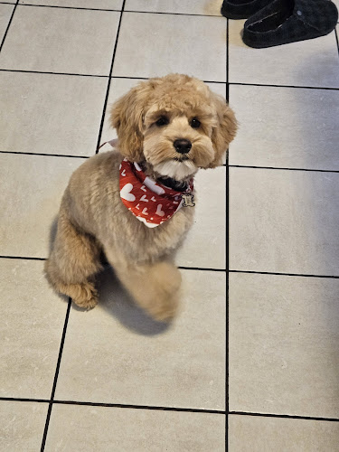 Becca’s Pooch Parlor