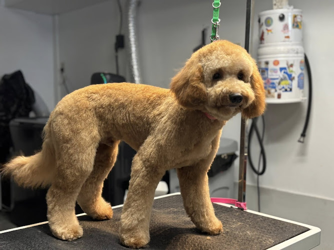 BeCharmed Grooming Salon, LLC