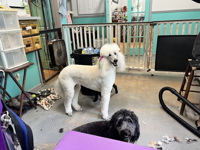 Bed bath and biscuit grooming and boarding