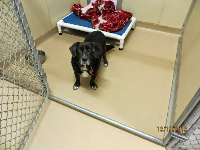 Bed & Biscuit Pet Resort - Westville Indiana