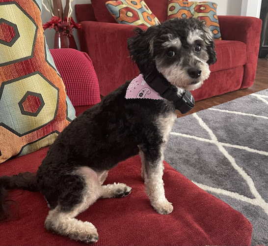 Beech Lake Grooming and Boarding