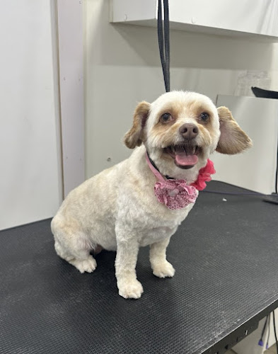 Befter Pet Grooming Mobile Service