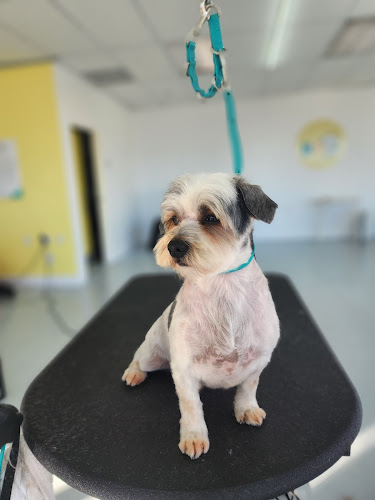 Bella Banana Pet Spa