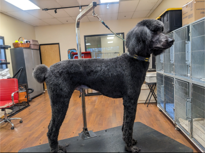 Bella Donna Grooming salon