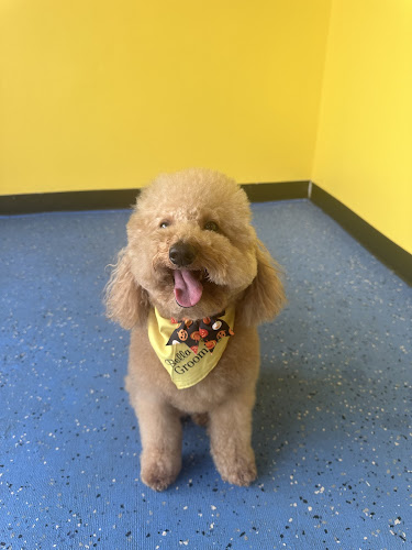 Bella & Lola Grooming - South Tampa