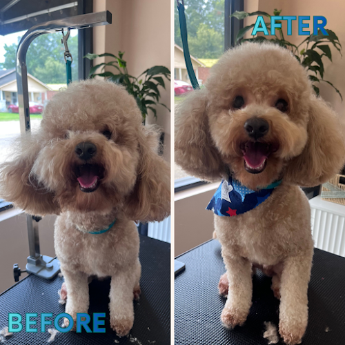 Bella’s Paw Spa LLC