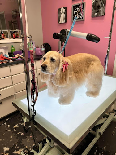 Bellevue Pampered Pet Spa