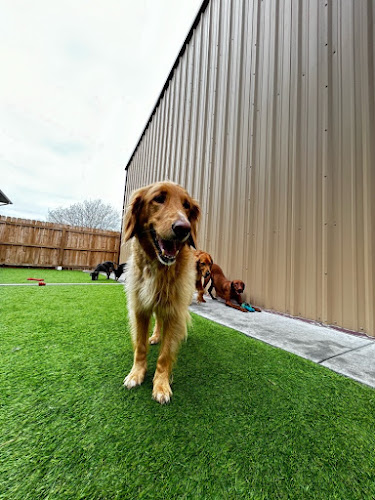 Bellevue Pet Adventures