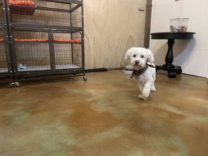 Bellyrub Inn & Groomery