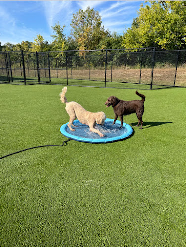 Bentley's Pawsome Resort