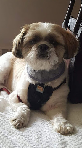 Berkeley's Dapper Dog & Cat Grooming LLC