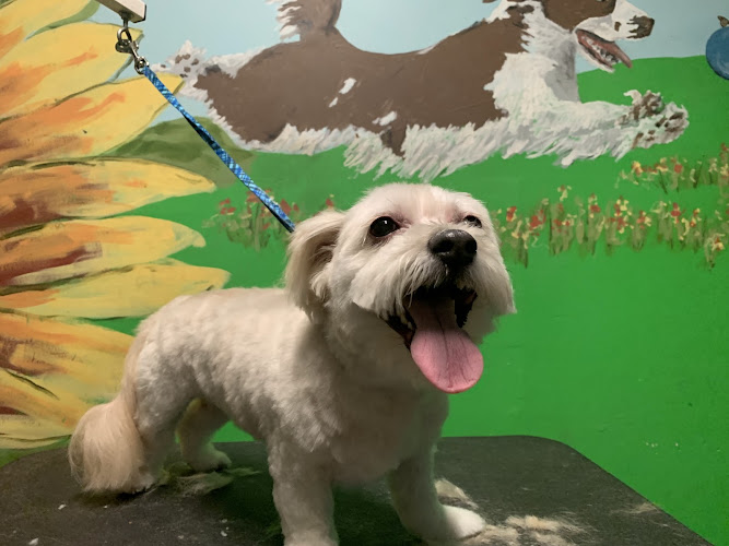 Best Dog Groomers Colorado Springs