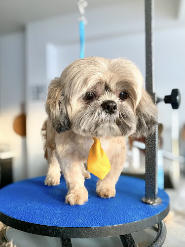 Best Dog Groomers Hudson Kitchen