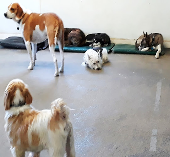 Best Friends Pet Hotel