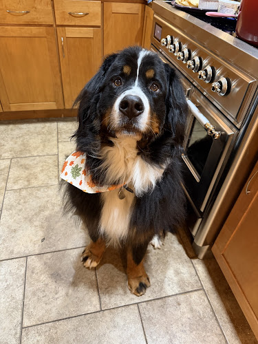 Best Friends Pet Hotel