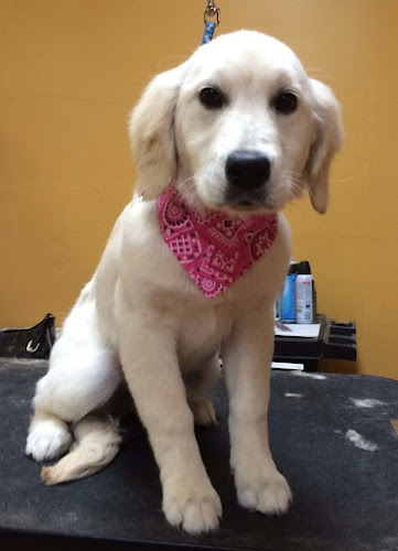 Best Friends Pet Salon