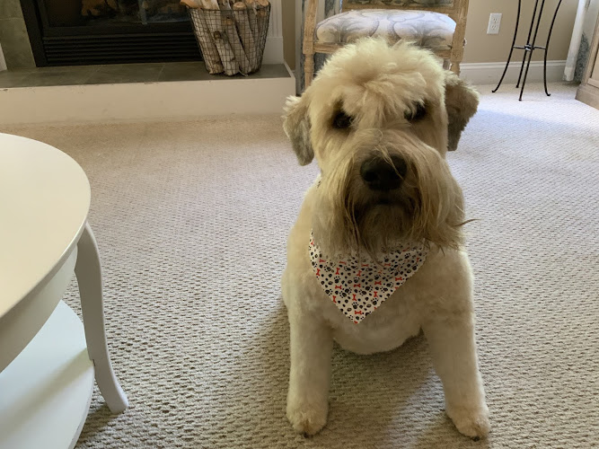 Best In Show Dog Grooming LLC