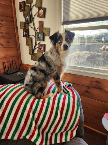 BEV'S DOG GROOMING OLA ARKANSAS