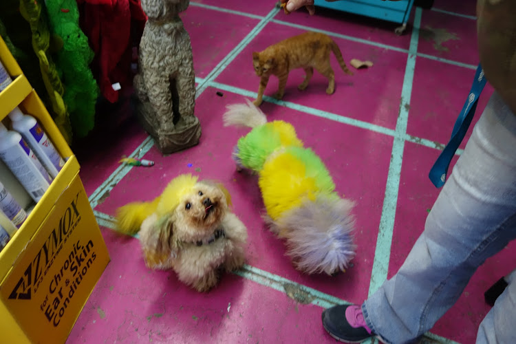 Big Easy Animal Rescue & Pet Shop