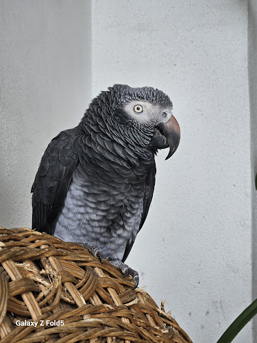 Birds' Beak & Beyond Mobile Bird/ Cat/ Dog/ Exotic Grooming, Consulting, Sitting, Behavioral, Transport, and Kennel Cleaning.