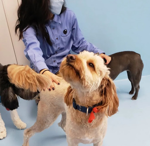 Biscuits & Bath - Battery Park