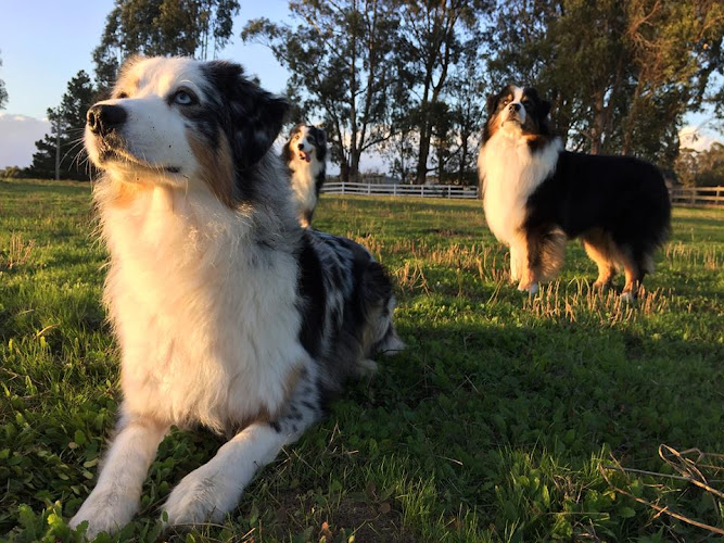 Bit O'Blarney Pet Services