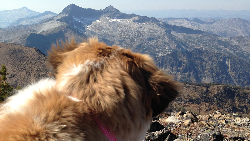 Bitterroot Pet Palace