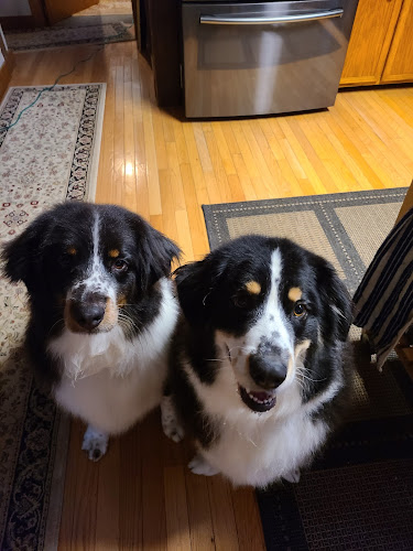 Black & White Pet Care LLC