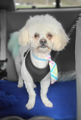 Blessed Little Grooming Company, LLC