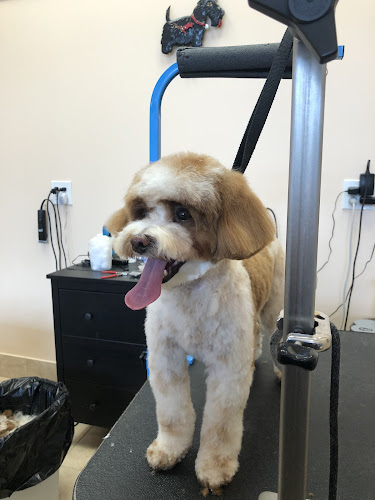 Bliss Dog Grooming LLC