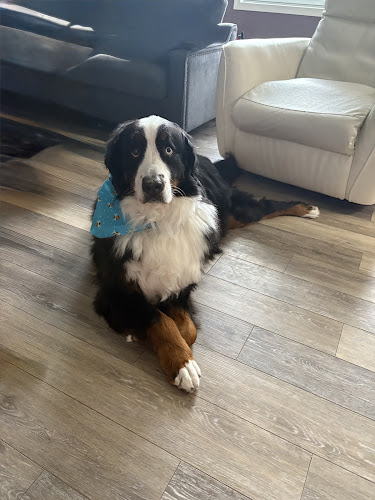 Blissful Clips Pet Grooming