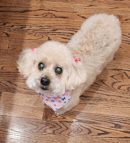 Bloomingtails Pet Grooming LLC