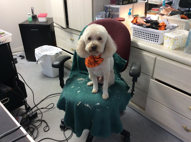 Blue Angel Pet Salon