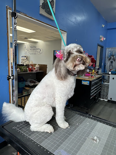 Blue Dog Pet Grooming - Pleasure House
