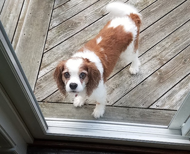 Blue Ribbon Boarding Kennels