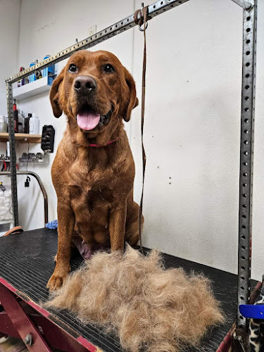 Blue Ribbon Grooming