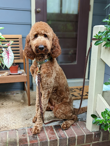 Blue Ribbon Pet Styling