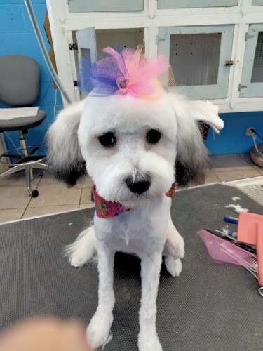 Blue's House of Grooming