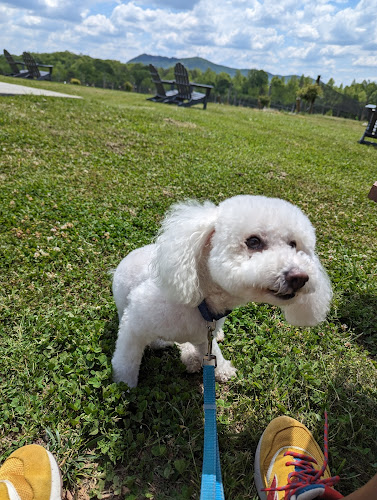 Blue Velvet Dog Grooming