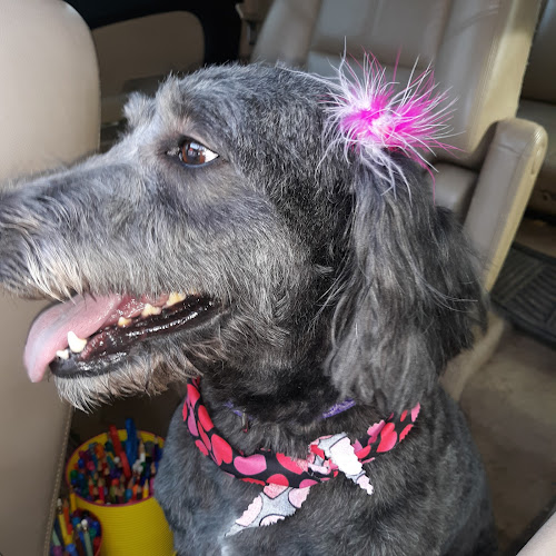 Blueprint Pet Grooming