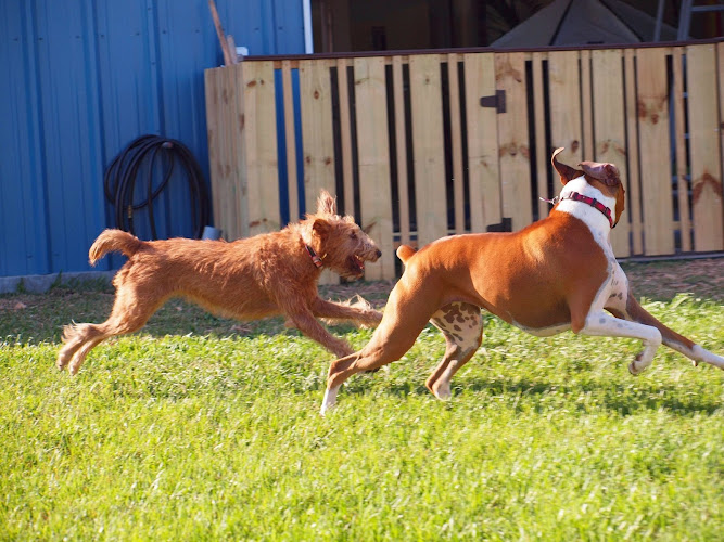 BoneVoyage Pet Resort