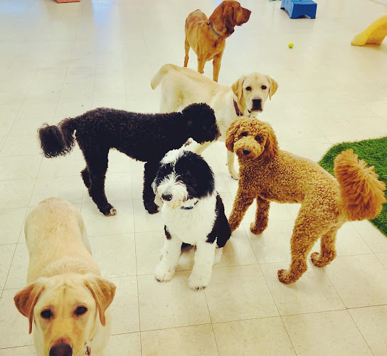 Boops Co. Boarding & Daycare