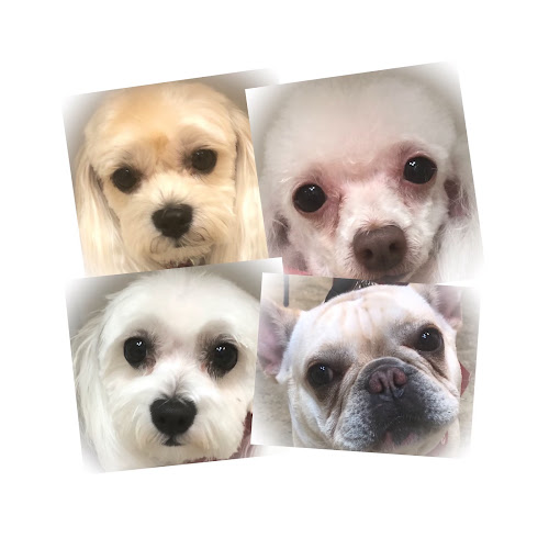 Boss the Pet Connection