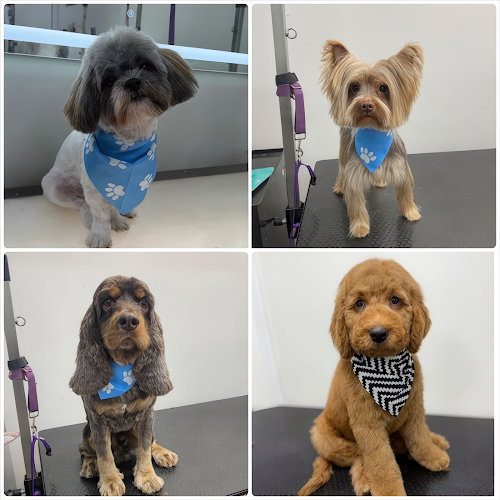 Boujee Mobile Pet Grooming – Fort Myers, Cape Coral & Lehigh Acres