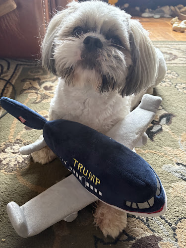 Boutique Pet Spa & Inn