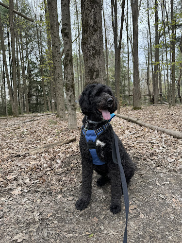 Bow Meow Pet Grooming Boutique