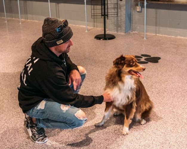 Bow Wow Meow Boutique