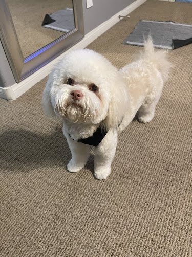 Bow Wow Meow Pet Grooming