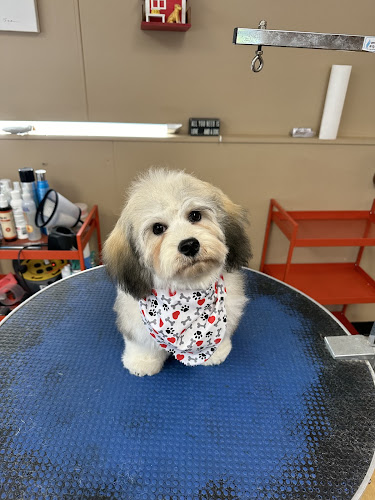 Bows N Paws Pet Studio