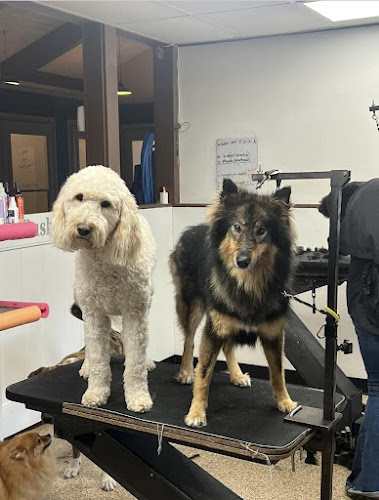 Bowser's Boutique and Pet Boarding